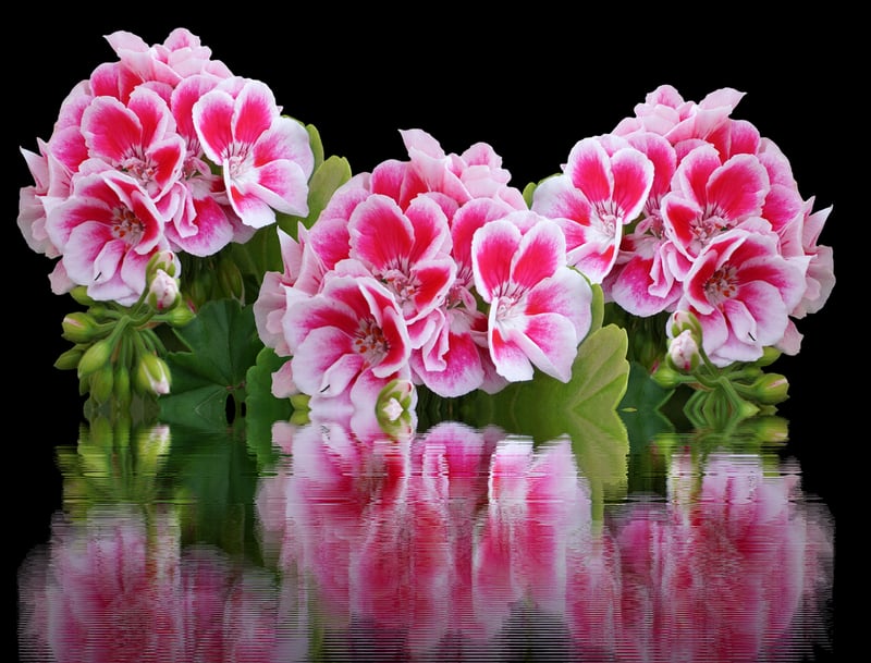 Flowering Balcony