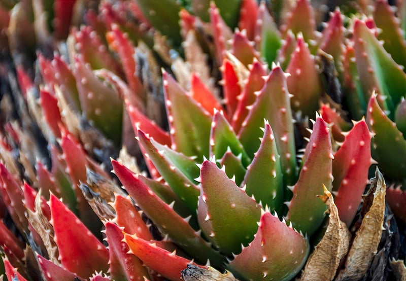 Succulent Garden